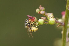 Vespula sp. sur fleur de Scrofulaire