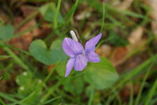 Violette de rivin - sous réserve