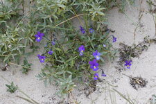 Violettes de Curtis