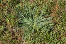 Rosette de Vipérine sp.