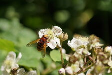 Volucelle zonée femelle sur fleur de Ronce