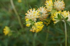 Anthyllide vulnéraire