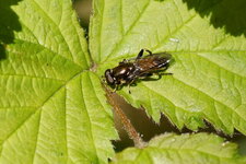 Xylota sp.
