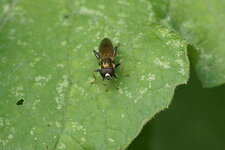 Xylota sp.