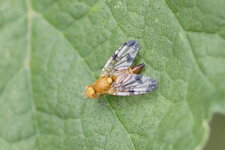 Xyphosia miliaria