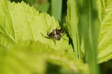 Xysticus sp.