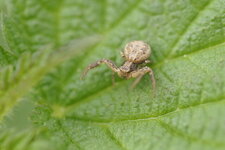 Xysticus cristatus