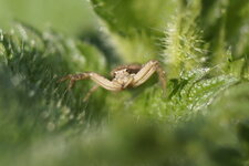 Xysticus sp.