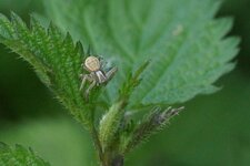 Xysticus ulmi - sous réserve