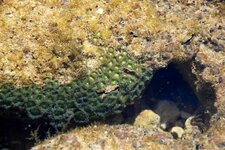 Zoanthus sociatus