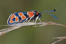 Zygaena Fausta