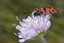 Zygaena Fausta