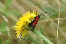 Zygaena sp.