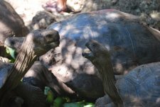 Tortues géantes des Galapagos