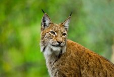 Lynx lucide