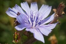 Fleur de chicorée