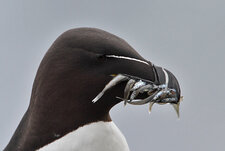 Pingouin torda gourmand