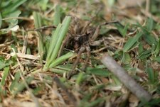 Araignée mexicaine