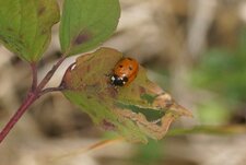 Coccinelle à 7 points
