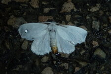 Cul doré Euproctis physorrhoea - Noctuelle