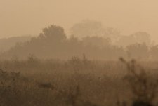 La Camargue dans la brume