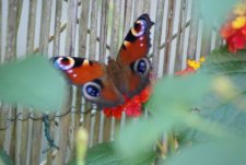 Papillon - Le paon du jour