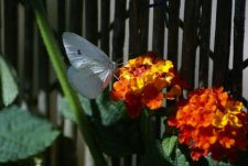 Papillon - La piéride de la rave