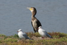 Grand cormoran juvénile et mouettes rieuses