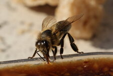 Bar à abeilles et guêpes