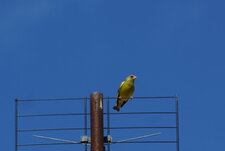 Verdier - Carduelis chloris