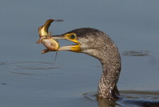 Bon appétit