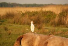 Héron garde-boeufs - Bubulcus ibis