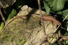 Lézard...
