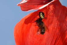 Araignée napoléon vs apis mellifera