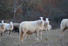 Moutons à lunettes