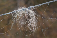 Crin de cheval, gouttes d