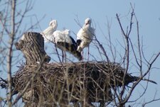 Cigognes blanches