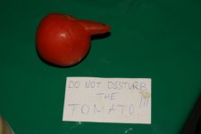 Tomato longicornus