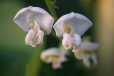 Fleurs de haricots