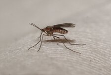Aedes