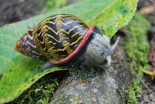 Escargot