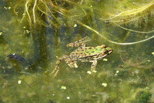 Grenouille de perez