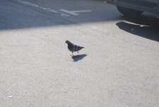 Pigeon