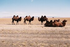 Chameaux - camelus