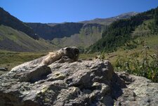 Marmotte des écrins