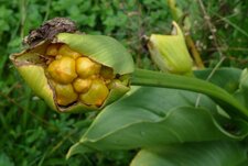 Fruits de l