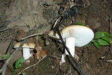 Champignons.