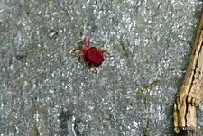 Araignée rouge.