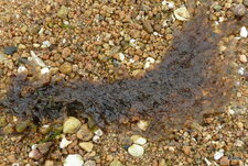 Ceinture de vénus (Laminaria saccharina)