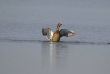 Canard colvert - femelle